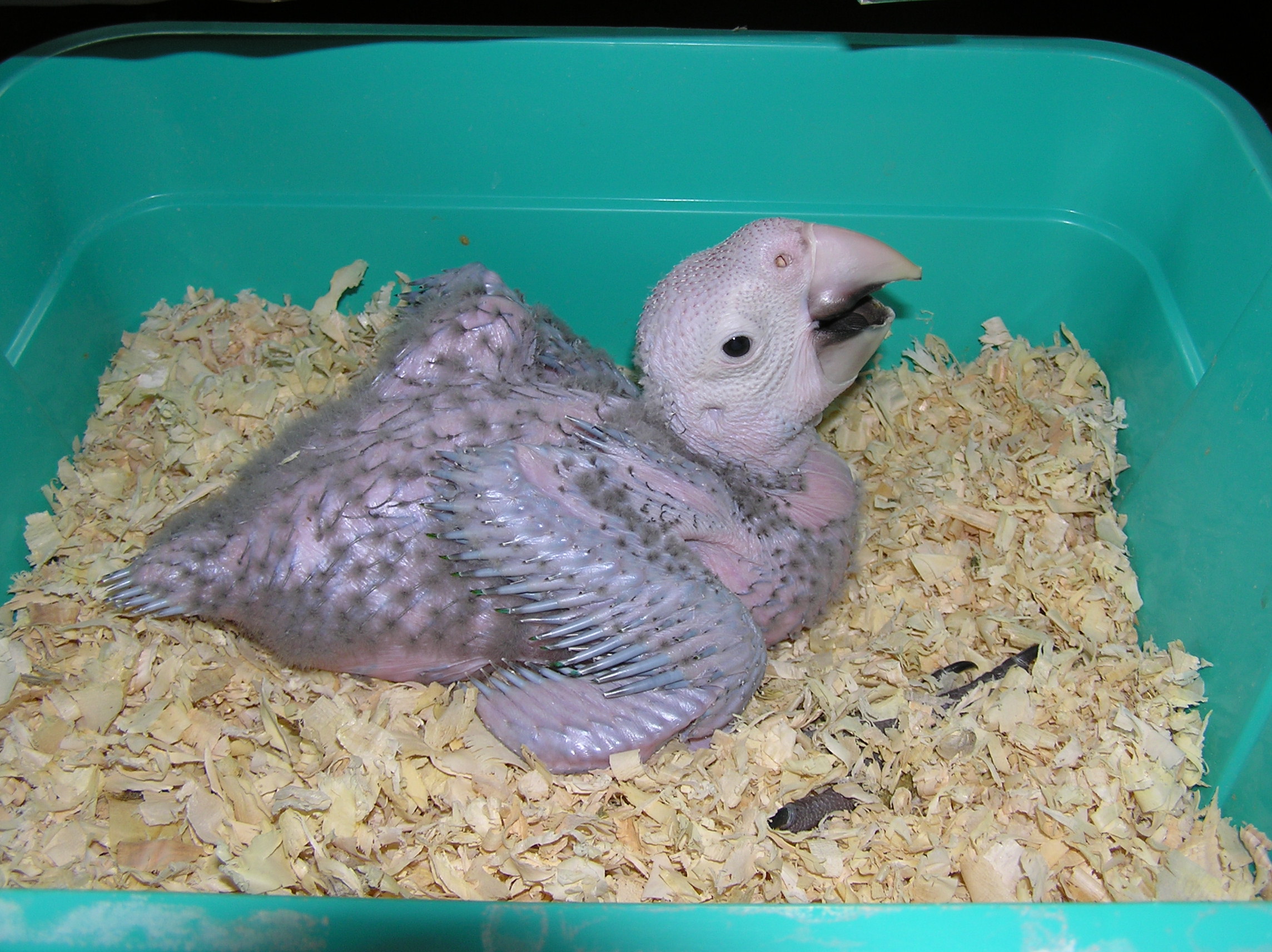 Hand Feeding Baby Parrots Liberty Wings