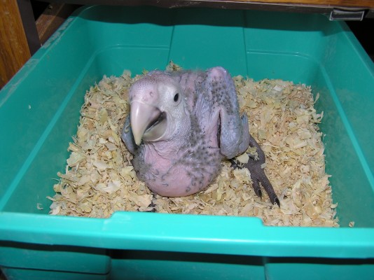 Baby Parrot