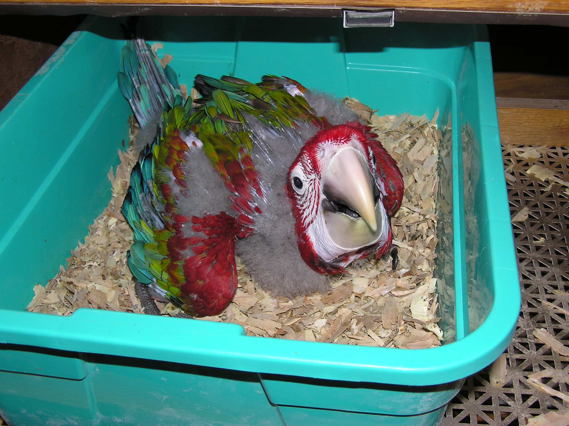 Raising Baby Parrots For Freeflight Liberty Wings