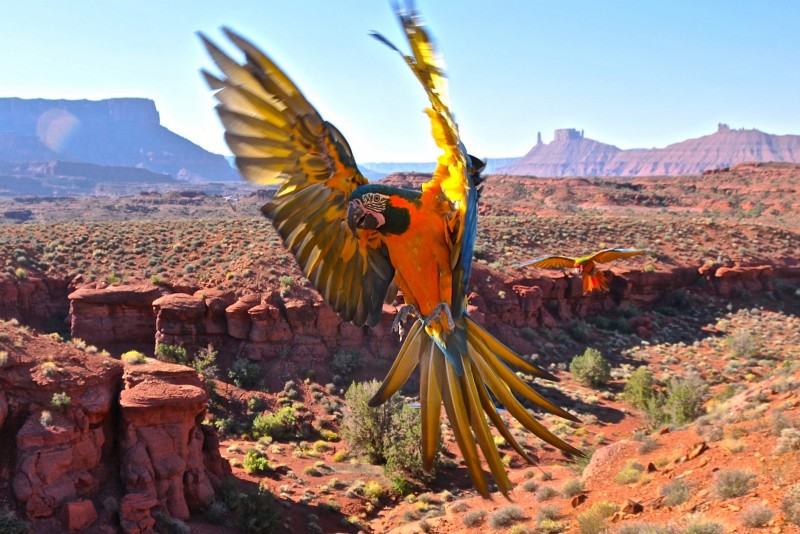 Photos Liberty Wings