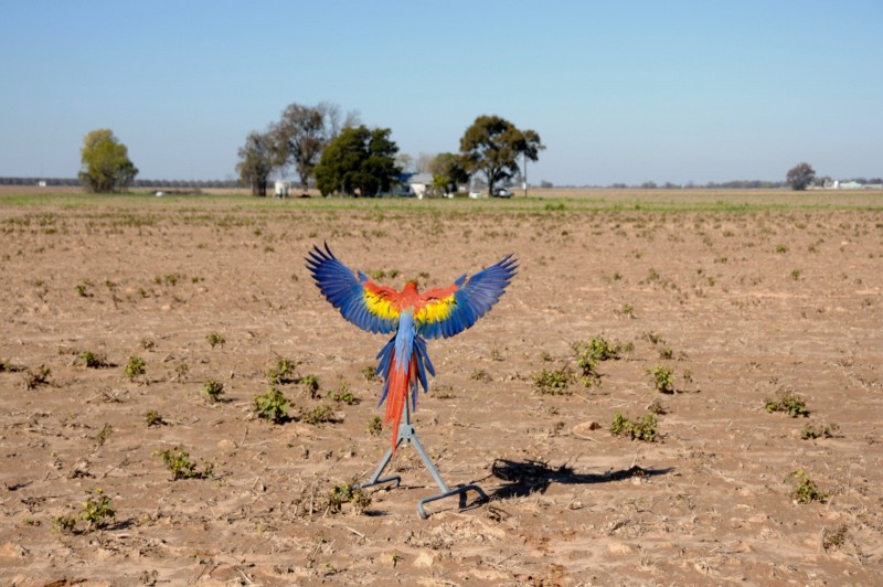 Photos Liberty Wings