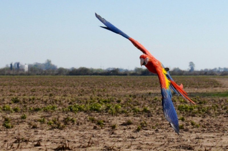 Photos Liberty Wings