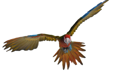 Parrot Flight Skill Levels
