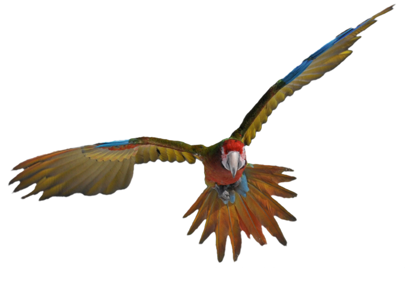 Parrot Flight Skill Levels