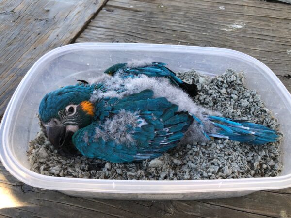 An Introduction to Owning Parrots